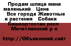 Продам шпица мини маленький › Цена ­ 15 000 - Все города Животные и растения » Собаки   . Башкортостан респ.,Мечетлинский р-н